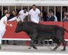 Suspense and “golden” bulls for the 40th final of the Pescalune Trophy