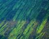 Algae photosynthesis, a potential for creating renewable energy, according to a Concordia University study