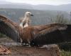 VIDEO. Images of the attack of a flock of vultures on a cow and her calf in Aveyron