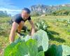 To supply his restaurant in Mandelieu with local vegetables, he bought a farm in the hinterland