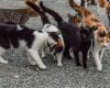 Owners of stray animals will be fined in this municipality