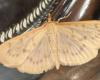 A species of African moth observed for the first time in the Southwest