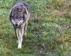 Criticism and a petition after the decision to cull the first pack of wolves in the Swiss National Park – rts.ch