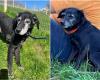 Hermine and Smarthies, two residents of the Eure SPA shelter in Évreux, died