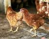 Avian flu in Morbihan: “A certain fear sets in”