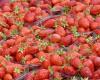 In support of farmers, the Mousquetaires stop selling strawberries and cherries at the end of the year