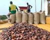 Ghanaian cocoa farmers hoard beans in anticipation of higher prices