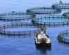 Morocco wants to increase its aquaculture production capacity by 116,000 tonnes