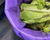 Collection of food waste in businesses: Quebec exceeds its target