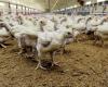 Avian flu is gaining ground in Morbihan