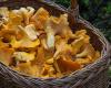 GRAND LARGE, Mushroom picking in Morbihan