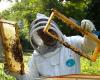 why the honey market is disorganized and complicates the work of beekeepers