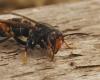 Record invasion of Asian hornets in 2024 worries Switzerland – rts.ch