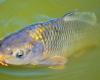 Carp, perch, pike, eels… sugar pollution of an Ile-de-France canal causes the death of a “very large quantity of fish”