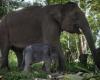 Indonesia: Rare birth of a Sumatran elephant, in danger of extinction