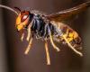 how the Asian hornet invaded our countries!