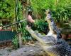 Cassius, the world’s largest crocodile, dies at 120