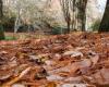 A feast for the eyes in autumn, the carpet of dead leaves also has its uses: here is which one