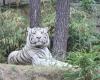 a white tiger from La Flèche zoo has died