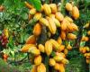 cocoa production expected to increase by 10% in 2024/2025