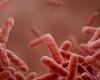 Tuberculosis once again becomes the deadliest infectious disease