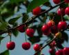 In this town of Seine-Saint-Denis, the town hall offers 600 fruit trees to residents