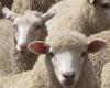 Loire-Atlantique, the department of France most affected by sheep theft!