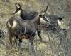 nature defenders protest against the planned slaughter of 500 chamois in the Doubs