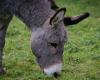 an injured horse and donkey found along a road, an investigation opened