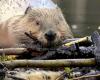 Reintroduction of the beaver in Ariège: biodiversity, cinema and awareness at the heart of the project of the association “À l’eau Castor”