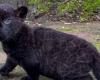 He’s too cute: the Naples zoo presents Romelu, its little jaguar who bears the first name Lukaku