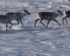 Caribou protection | Biologists denounce the lack of courage and vision of elected officials