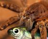 These spiders hunt fish five times their size