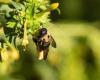 Bumblebees prefer contaminated soil