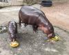 Thailand | Internet star hippopotamus predicts Donald Trump’s victory