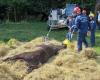 Seine-et-Marne firefighters raise awareness of animal risks