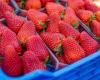 Intermarché bans Moroccan strawberries