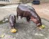 An internet star hippopotamus predicted the winner