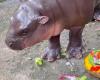 social media star baby hippo predicts outcome