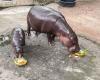 Internet Star Hippo Predicts Trump’s Victory