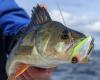 Closing in Dakhla of the 1st edition of the national and international sport fishing competition