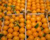 Why citrus fruits may be missing from the shelves in the coming days