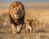 “The Lion King”, this global success that Disney did not believe in – 05/11/2024 at 08:30