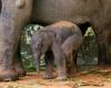 Indonesia: rare birth of a Sumatran elephant