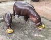 Internet star hippopotamus predicts outcome of US presidential election