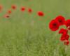 Remembrance Day: a public holiday yes, but not for everyone | News