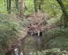 Faced with the risk of flooding, maintenance work planned on this Seine-et-Marne river