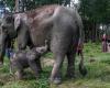 Sumatran elephant born in Indonesia, rare event for critically endangered species