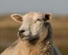 An outbreak of bluetongue appears at the gates of Aveyron, the regulated zone extended to the entire department