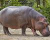 VIDEO. American presidential election: Moo Deng, the hippopotamus star of social networks, has made his choice between Donald Trump and Kamala Harris